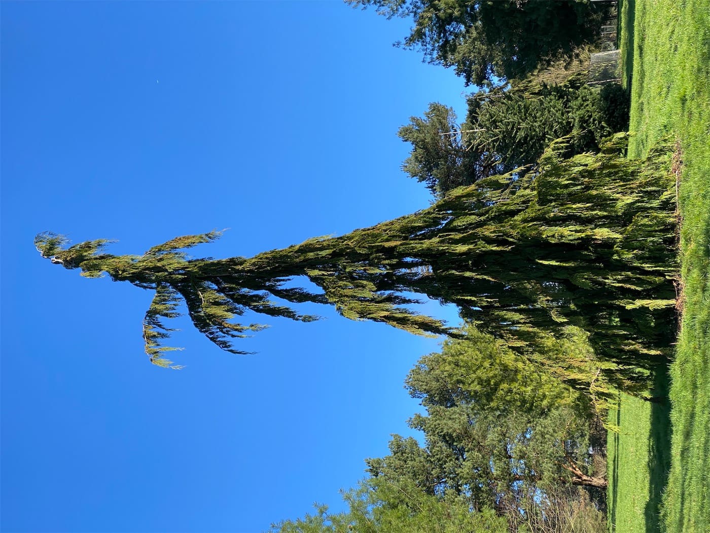A vaguely Dr. Seuss-esque looking tree
