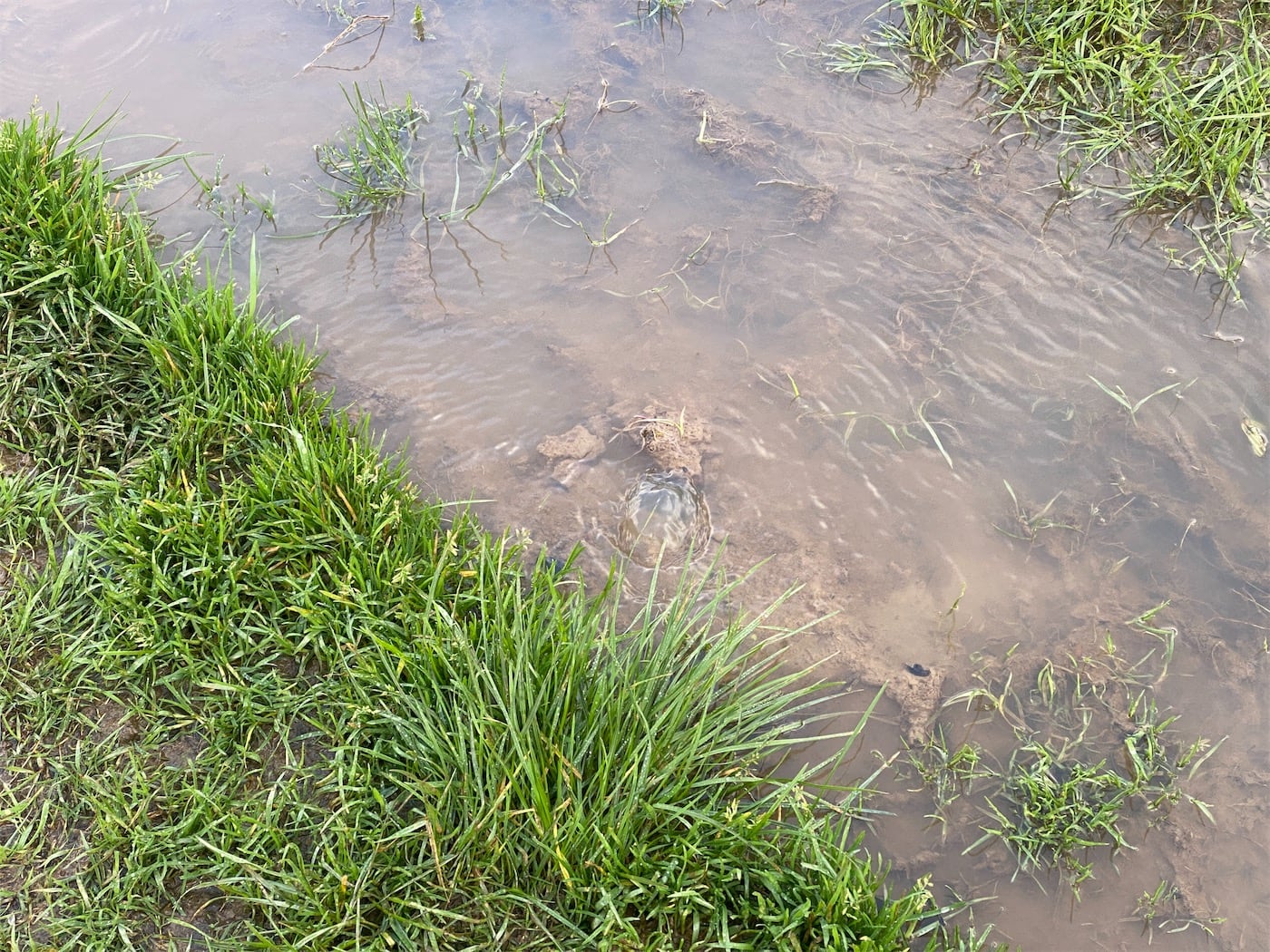 It’s not clear here, but this is water just bubbling up from the ground.